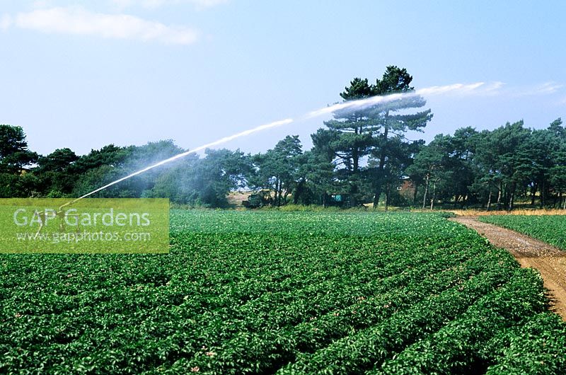 Commercial irrigation of potato field with water canon 