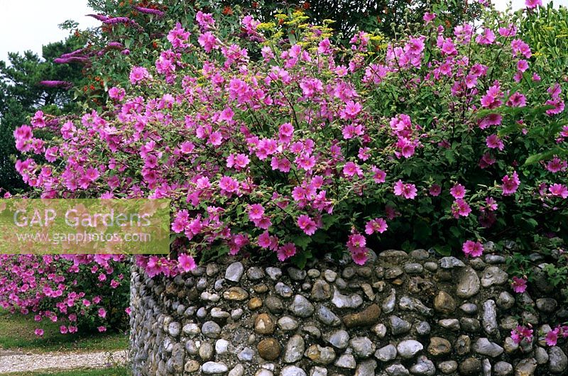 Garden Boundary flint wall with Lavatera and Buddleia