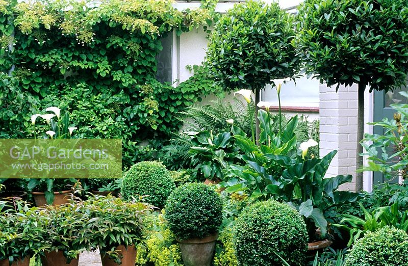 Green and white topiary garden with Buxus -Box, Laurus - Bay balls and Zantedeschia