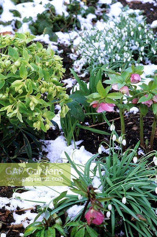 Helleborus foetidus, helleborus orientalis and Galanthus in snow