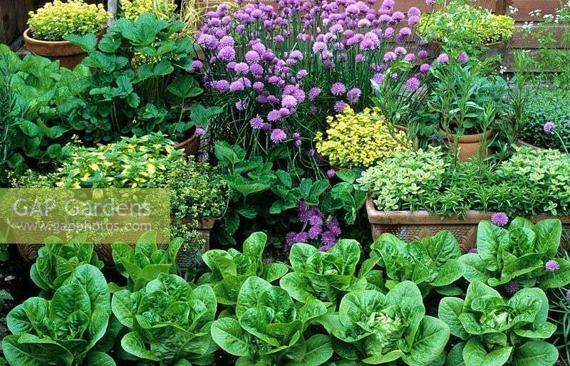 Herb containers with Allium Schoenoprasum - Chives, Lettuce 'Little Gem', Oregano, Thymus and Tarragon