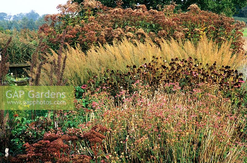 Autumn border at Pensthorpe Millenium Garden in October with Astrantia, Echinacea Seed Heads, Calamagrostis, Eupatorium and Grasses