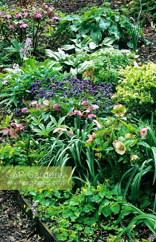 Winter woodland border with Helleborus and mixed planting