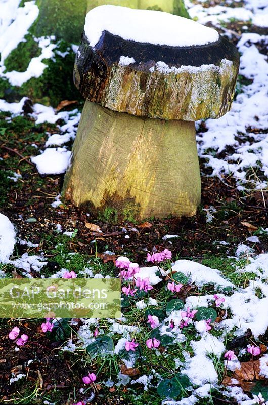 Woodland toadstool seat in snow with Cyclamen coum
