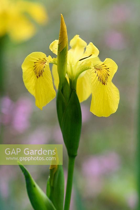 Iris pseudacorus - Yellow flag Iris  