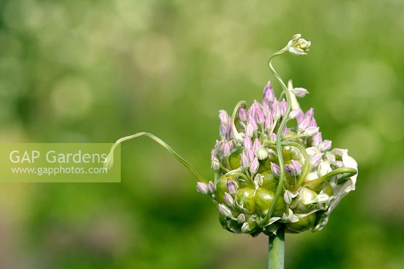 Allium babongtonii Babington leek. British native showing flower with secondary heads and viviparous bulbils