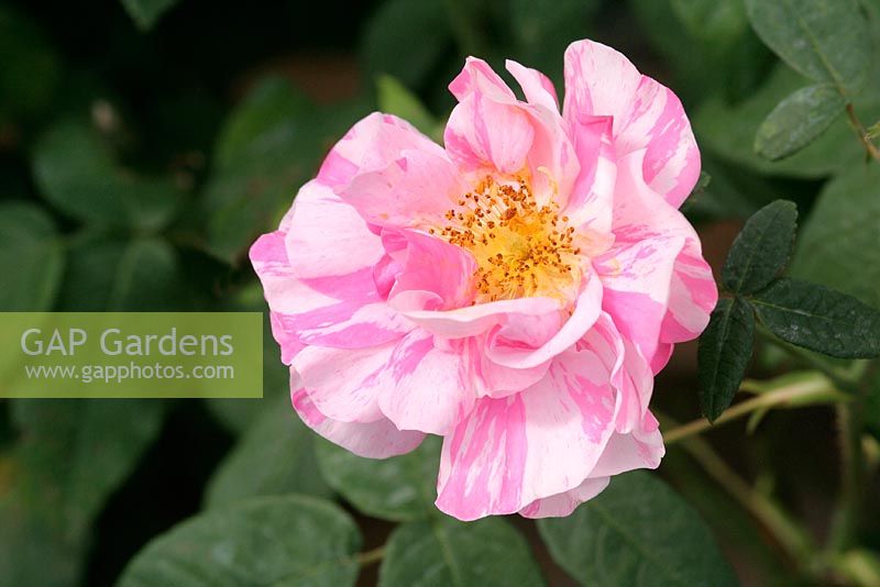 Rosa gallica versicolor 