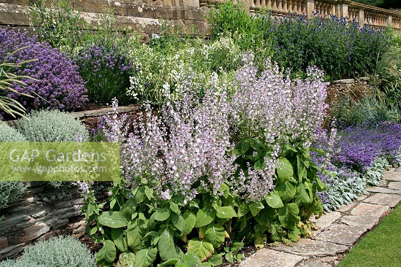 Salvia sclarea turkestanica in purple border at Hestercombe
