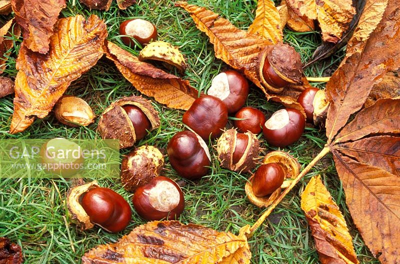 Aesculus Hippocastanum - Fallen Conkers, Horse Chestnuts