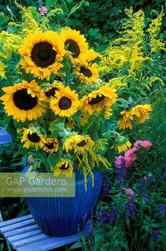 Blue glazed urn of  with Helianthus annus and Solidago on slatted wooden chair,  in cottage garden - Sunflowers and Golden Rod.