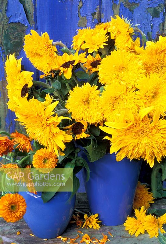 Blue china vases with Helianthus annus, Calendula officinalis - Double and single Sunflowers and Marigolds 