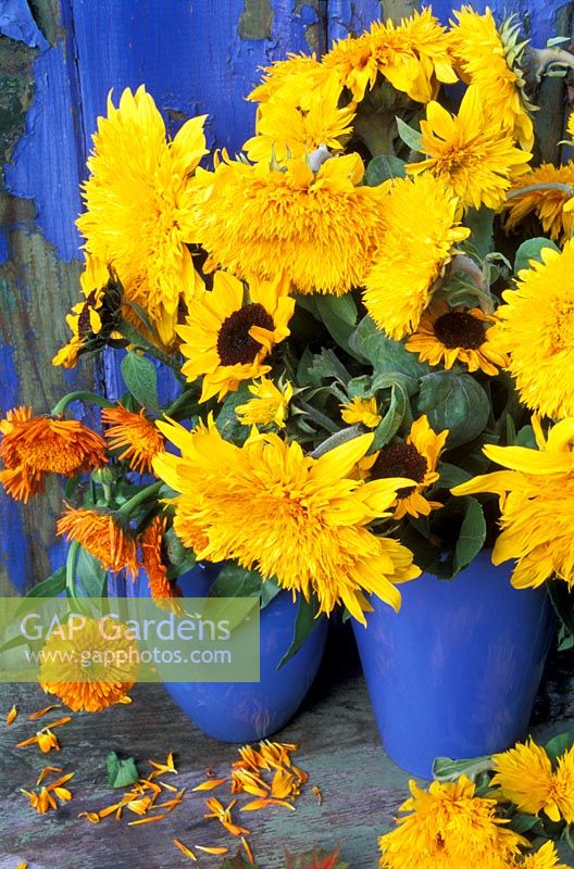 Blue china vases with Helianthus annus, Calendula officinalis - Double and single Sunflowers and Marigolds 
