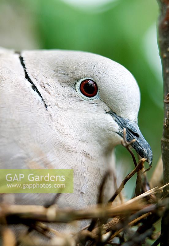 Collared dove sitting on nest 