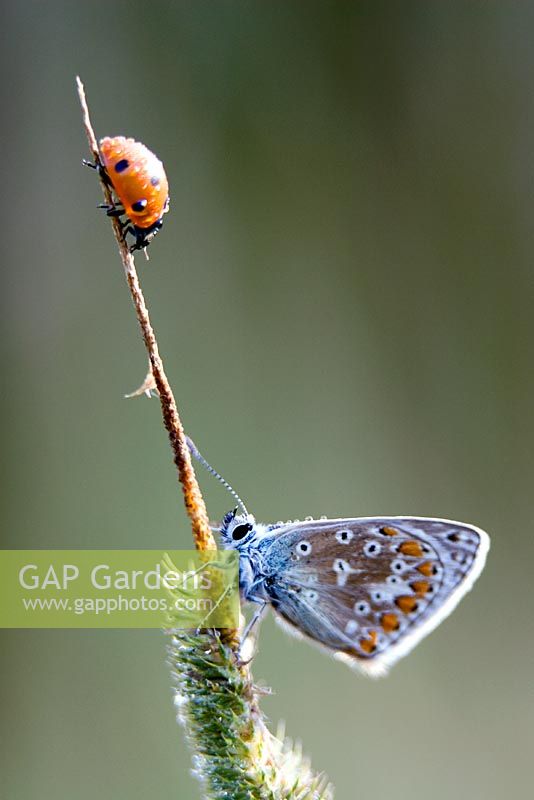 Common blue butterfly and ladybird on grass stem