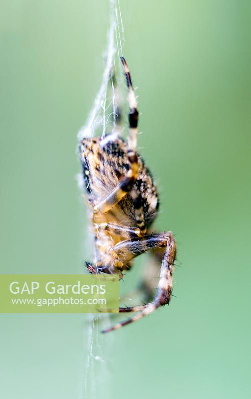 Common english spider in web