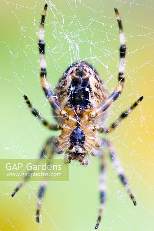 Common english spider in web