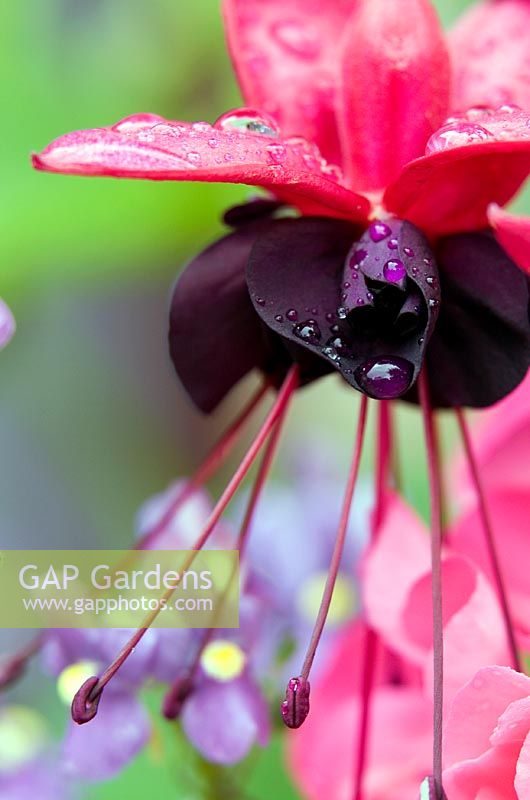 Fuchsia 'Blacky' with raindrops