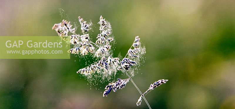 Pollen being released from grass flowers  
 
