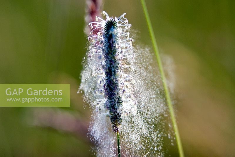Pollen being released from grass flowers   