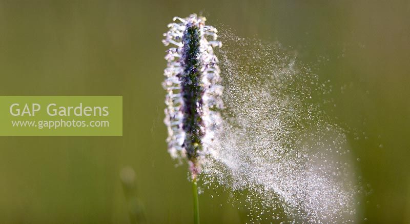 Pollen being released from grass flowers   