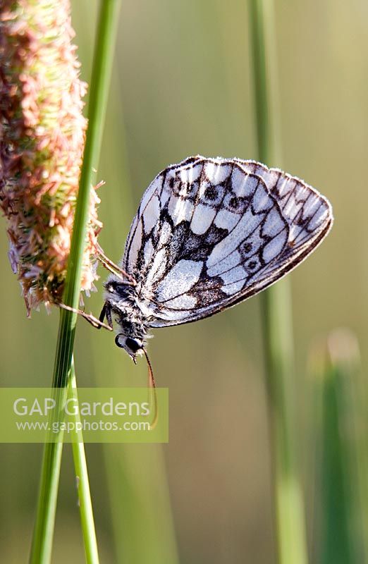 Marble white Butterfly