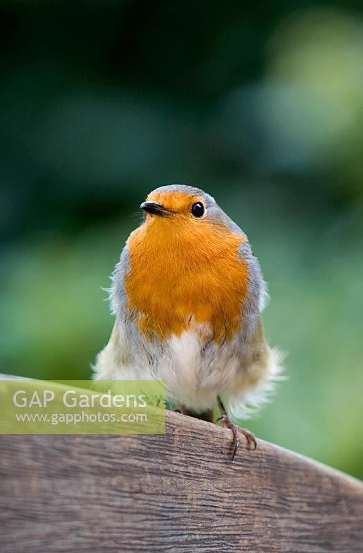 Robin on back of wooden bench