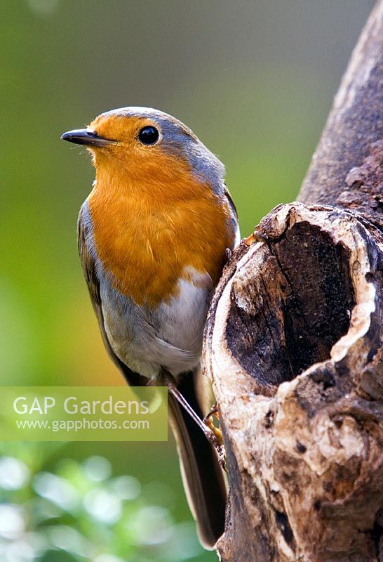 Robin on tree stump
