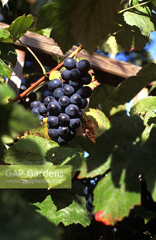 Vitis - Grape 'Boskoop Glory' AGM syn Gloire de Boskoop with fruit on trellis in september