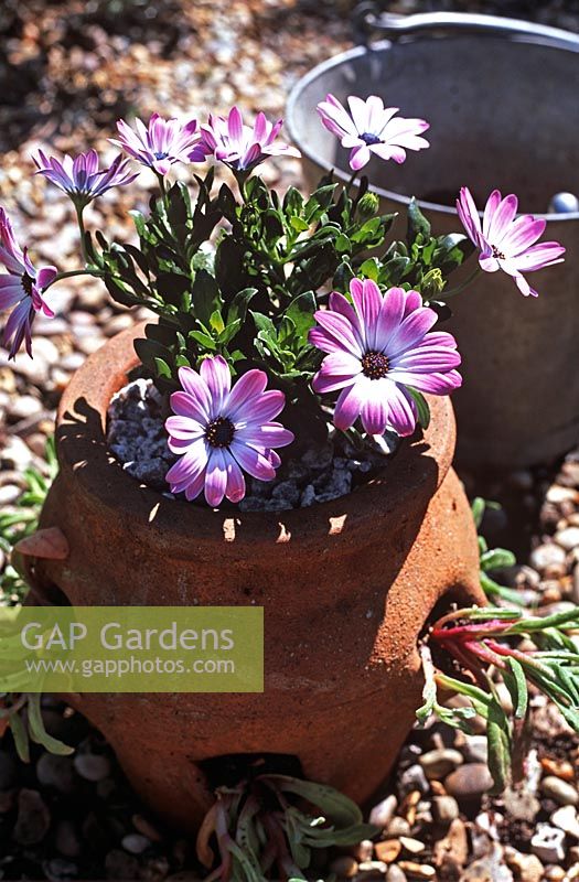 Planting strawberry pot with summer bedding seaside style, finishing off with Osteospermum 'Volta' - Cape Daisy with silver granite chips as mulch  