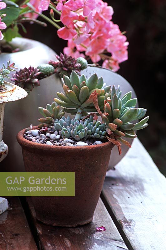 Graptopetalum paraguayense - succulent with small plantlets in terracotta pot 