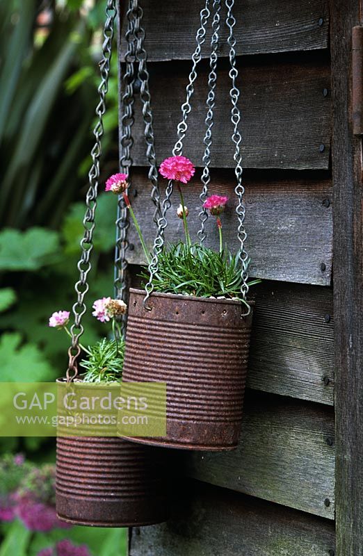 Hanging rusted tins with Armeria maritima 'Dusseldorf pride' and Armeria caespitosa 'Bevan's variety' on side of shed  