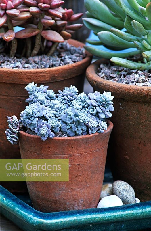 Sedum spathulifolium 'Cape blanco' - Stonecrop in small pot