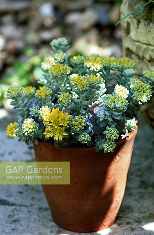 Sedum spathulifolium 'Cape blanco' - Stonecrop in small pot 