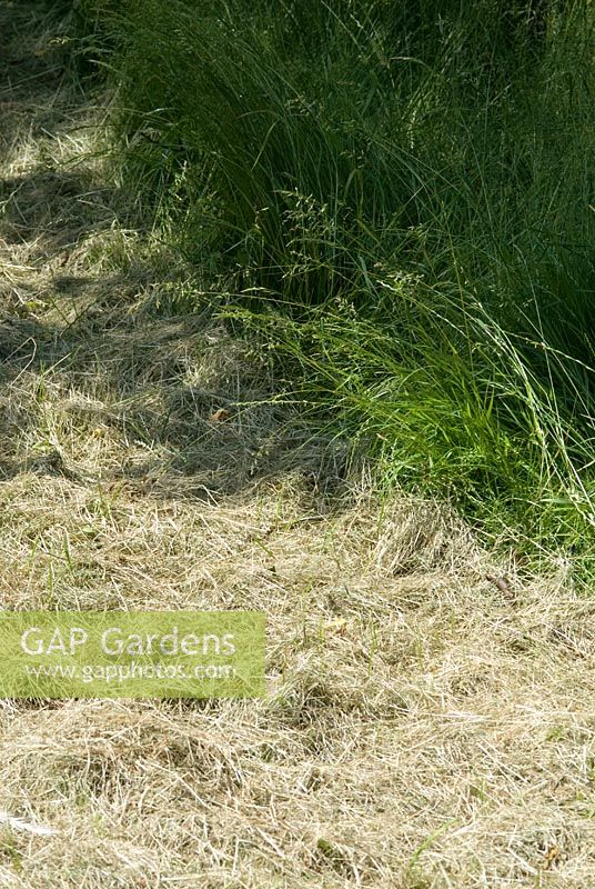Long grass cut and left to dry in meadow area of garden, June.