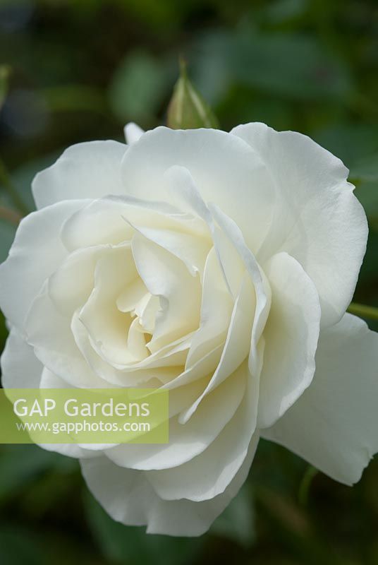 Rosa 'Iceberg', pure white scented flowers. Flowers freely from summer to autumn. June.