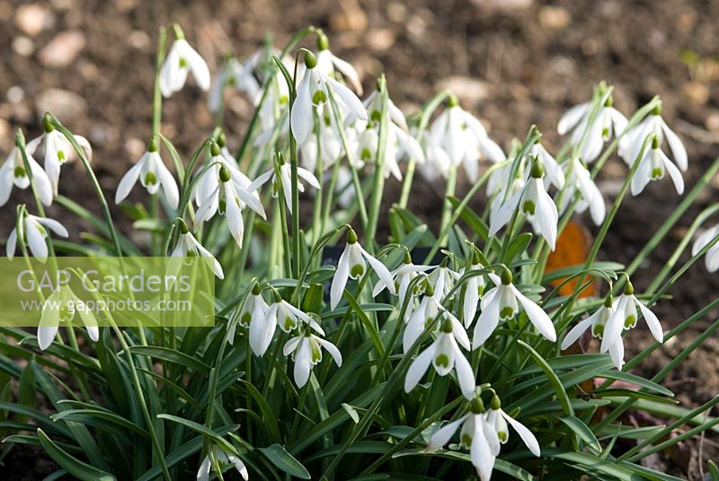 Galanthus 'Prior Park Hybrid', snowdrop Richard Ayres' Garden, Lode, Cambridgeshire March