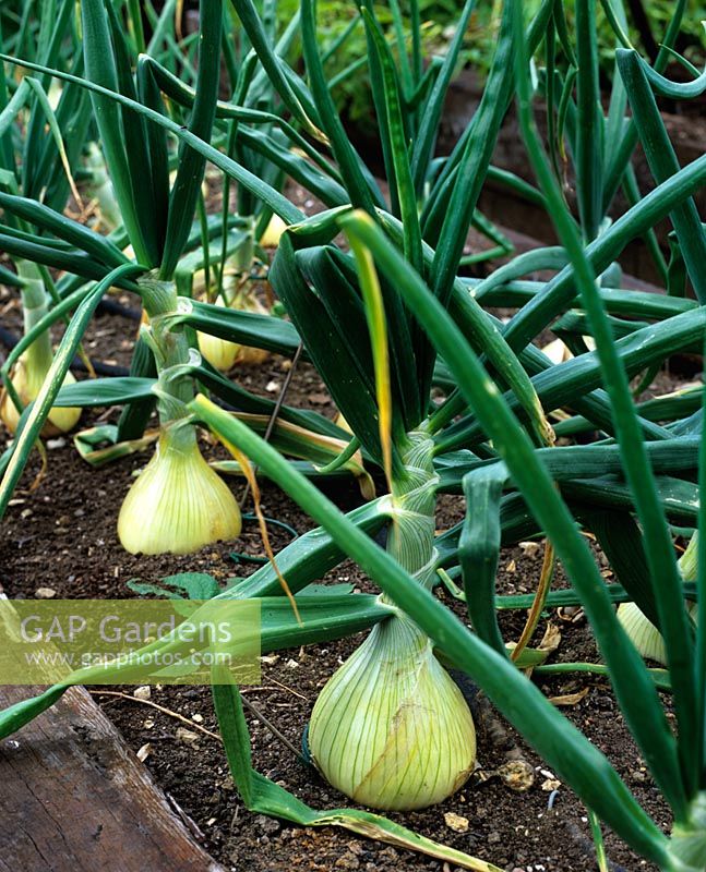 Allium cepa 'Kelsae' - Onion