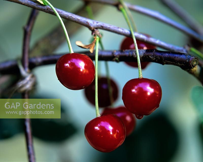 Prunus domestica - Morella