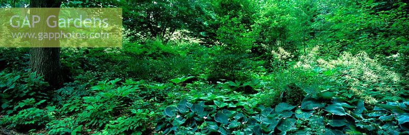 Hostas and Aruncus dioicius -  Asian Woods, Chanticleer Garden, Wayne, Pennsylvania, USA.