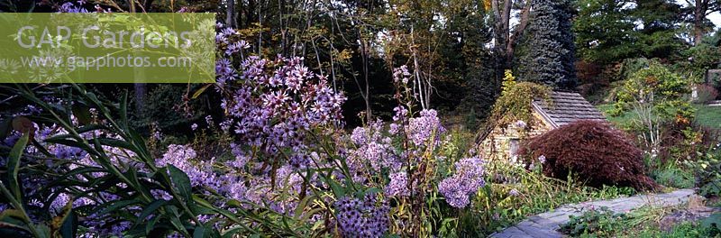 Aster tataricus and path to Spring House and Pond Garden - Chanticleer Garden, Wayne, Pennsylvania, USA.
