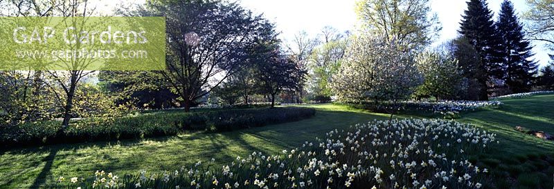 Bottom of orchard with Narcissus - Chanticleer Garden, Wayne, Pennsylvania, USA
