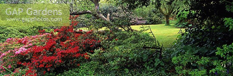 Azalea 'Ward's Ruby' - Trehane Nursery and Garden, Cornwall