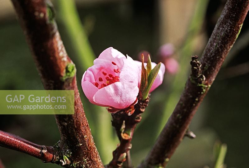 Peach blossom, Prunus persicus.