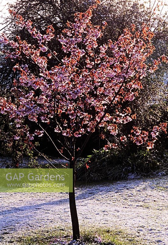 Prunus sargentii flowering in April with snow