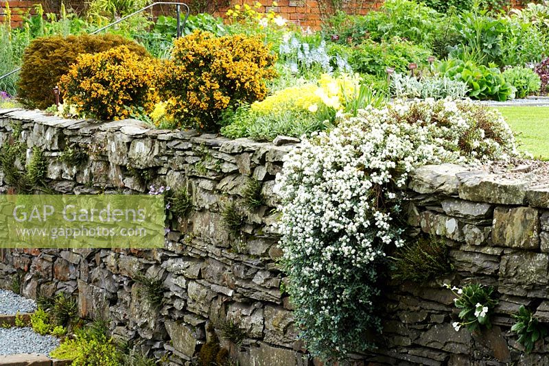 Dry stone wall with rockery plants growing at Holehird garden, Windermere 