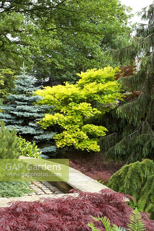 Suburban garden with wall and conifers at Cypress House in Dalton