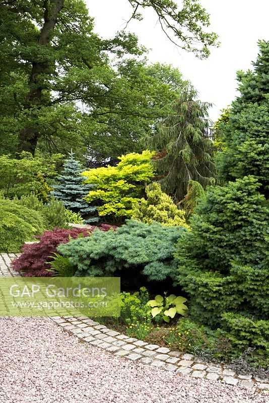 Border with Conifers in garden at Cypress House in Dalton