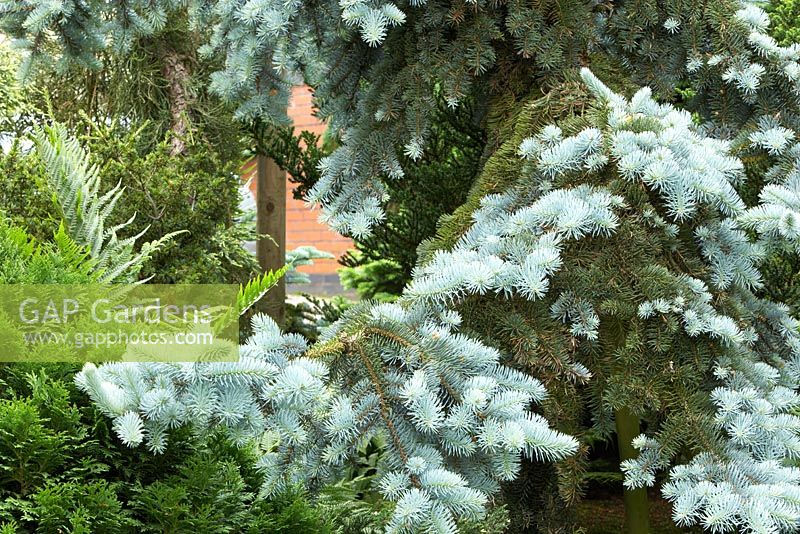 Picea pungens glauca globosa at Cypress House in Dalton