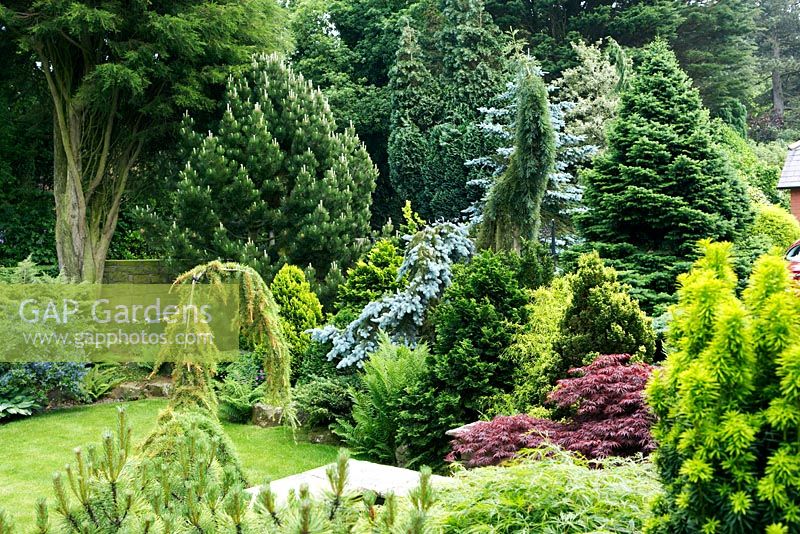 Suburban garden with Conifers at Cypress House in Dalton