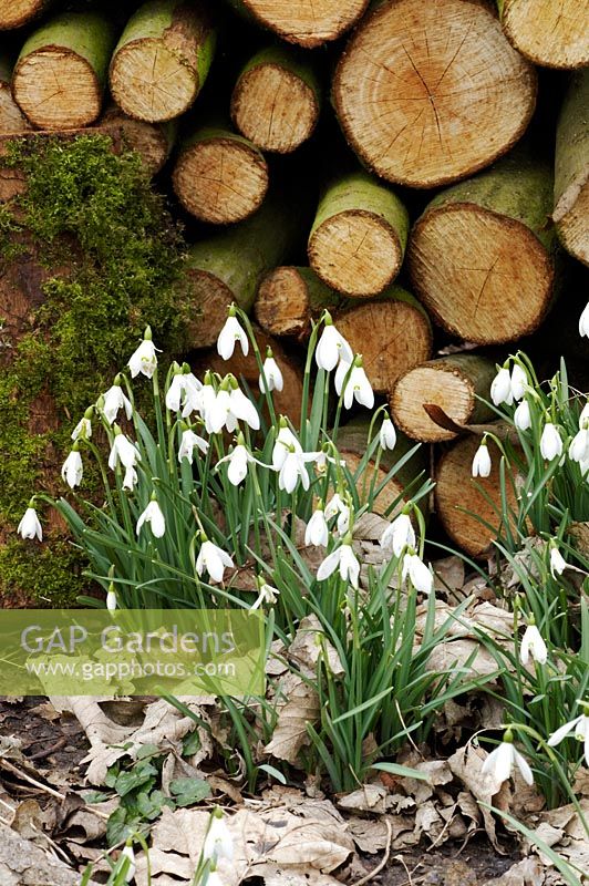 Galanthus - Snowdrops and log pile